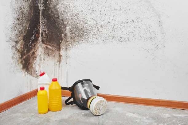 Why You Should Choose Our Mold Remediation Services in Lennox, CA